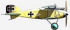 Albatros D.II  .