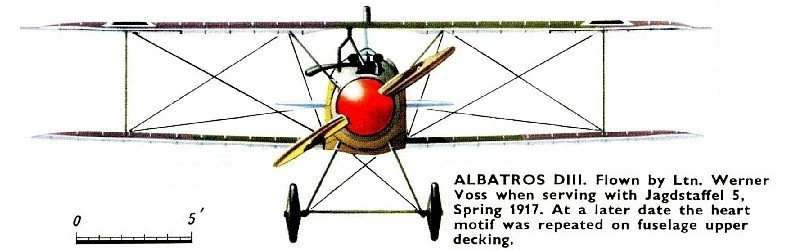 Albatros D.III  .